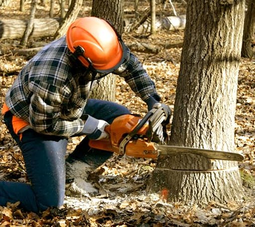 Tree Removal in Fredericksburg, OH